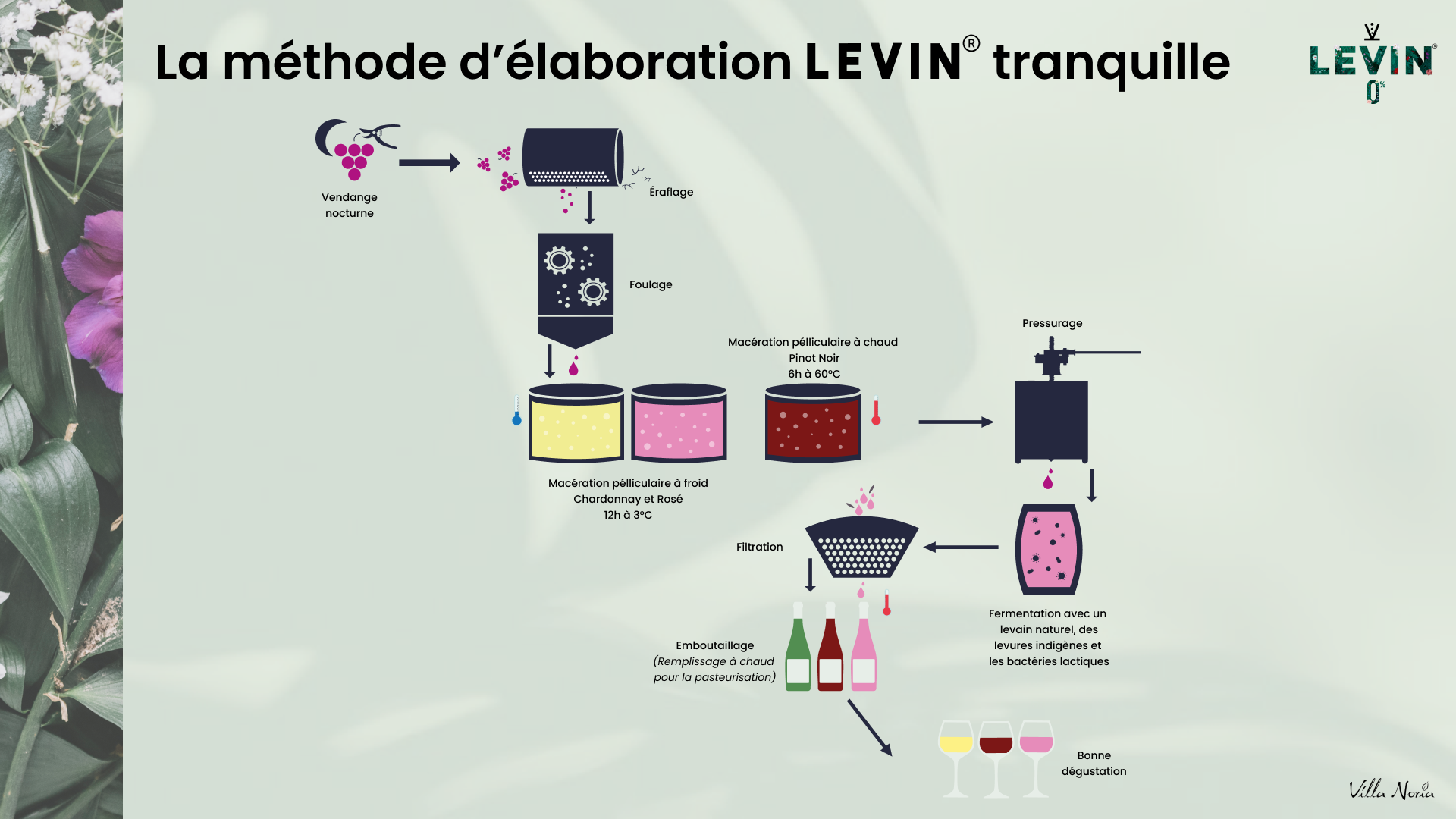 élaboration Levin