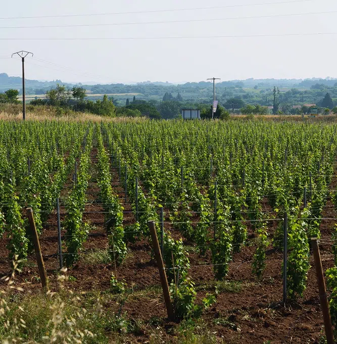 VIGNE VILLA NORIA